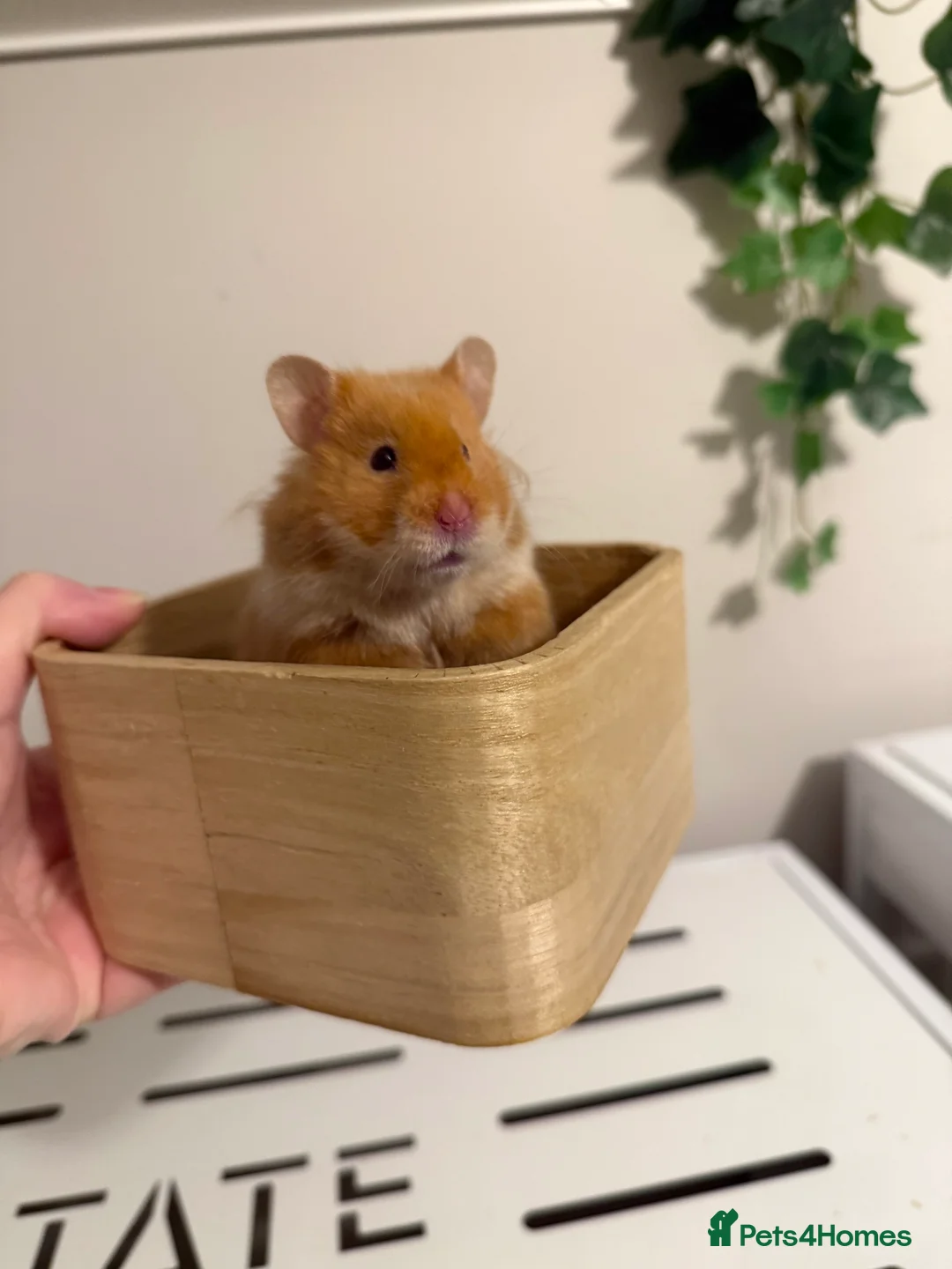 Hamster rodents for sale: Long haired Syrian hamster  - Advert 2