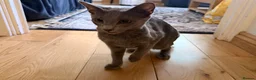 Russian Blue cats for sale: Female Russian Blue in Birmingham - Advert 3