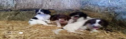 English Springer Spaniel dogs for sale: Springer spaniel pubs  in Tarporley - Advert 5