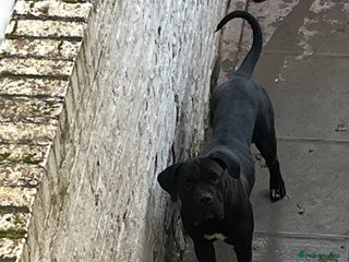 Cane Corso dogs Cane corso puppies - Advert 1