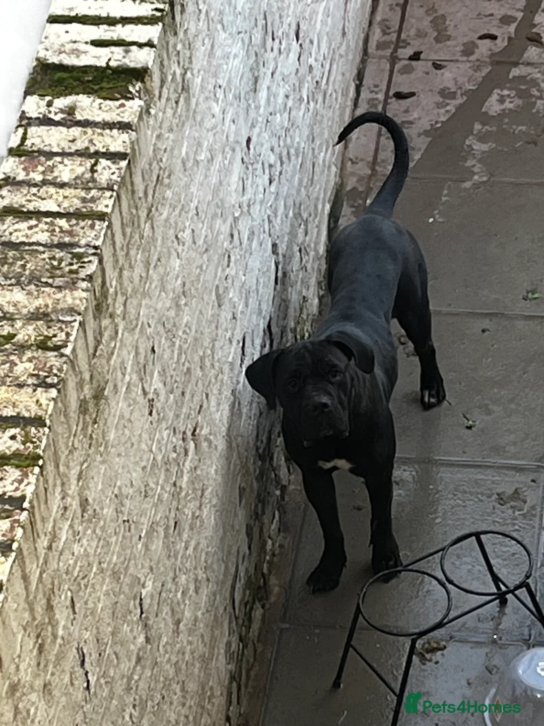 Cane Corso dogs for sale: Cane corso puppies - Advert 1