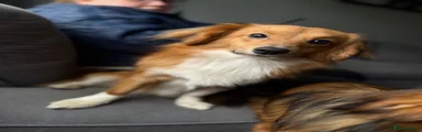 Chief 