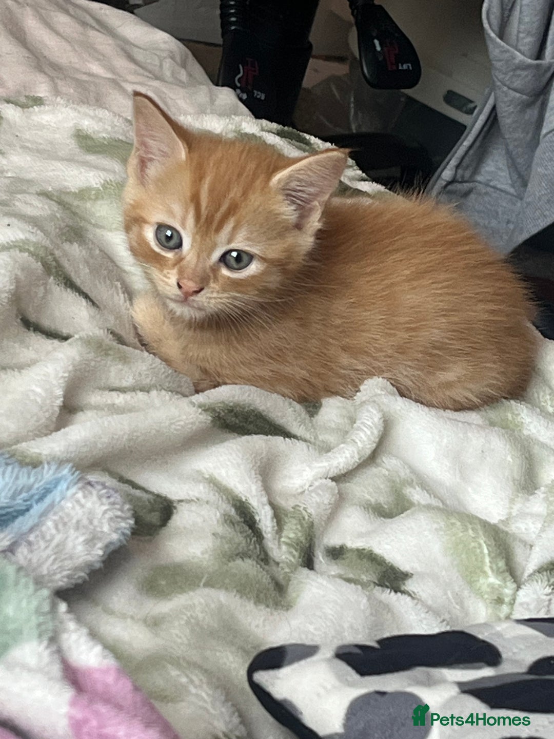 Mixed Breed cats for sale: 3 mixed male kittens for sale - Image 7