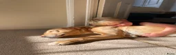 Labrador Retriever dogs for sale: KC Registered Labrador Puppies in Ripon - Advert 2