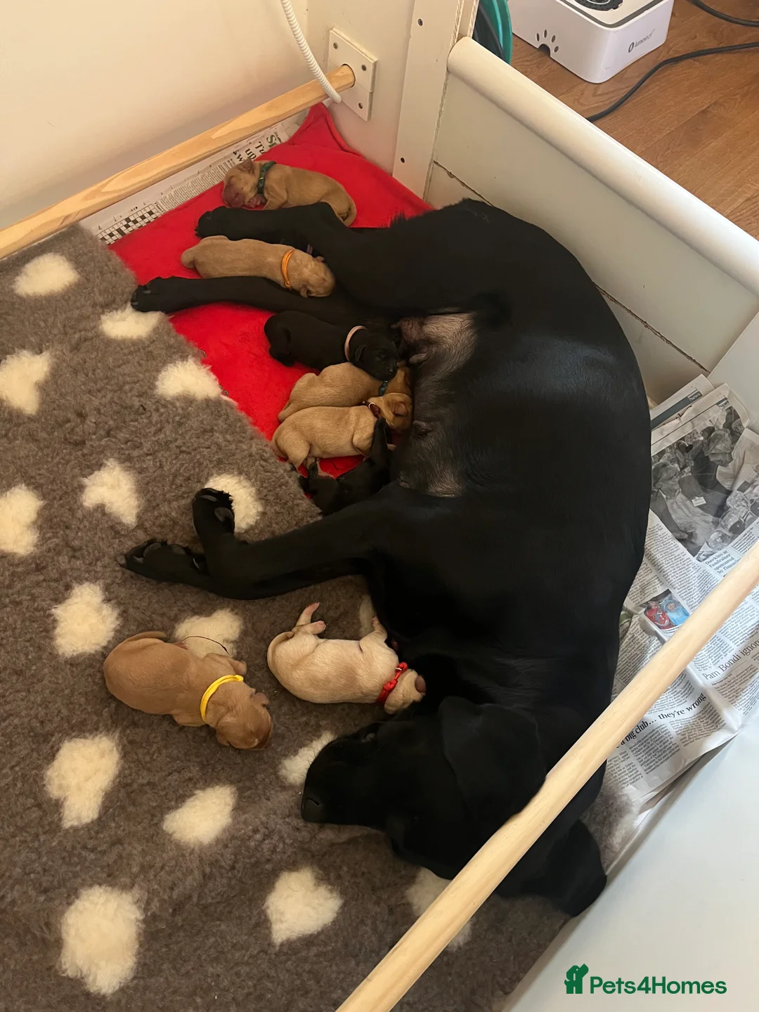 Labrador Retriever dogs for sale: Labrador puppies. Working lines - Advert 7