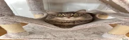 Mixed Breed cats for sale: Two gorgeous boy cats for sale  - Advert 5
