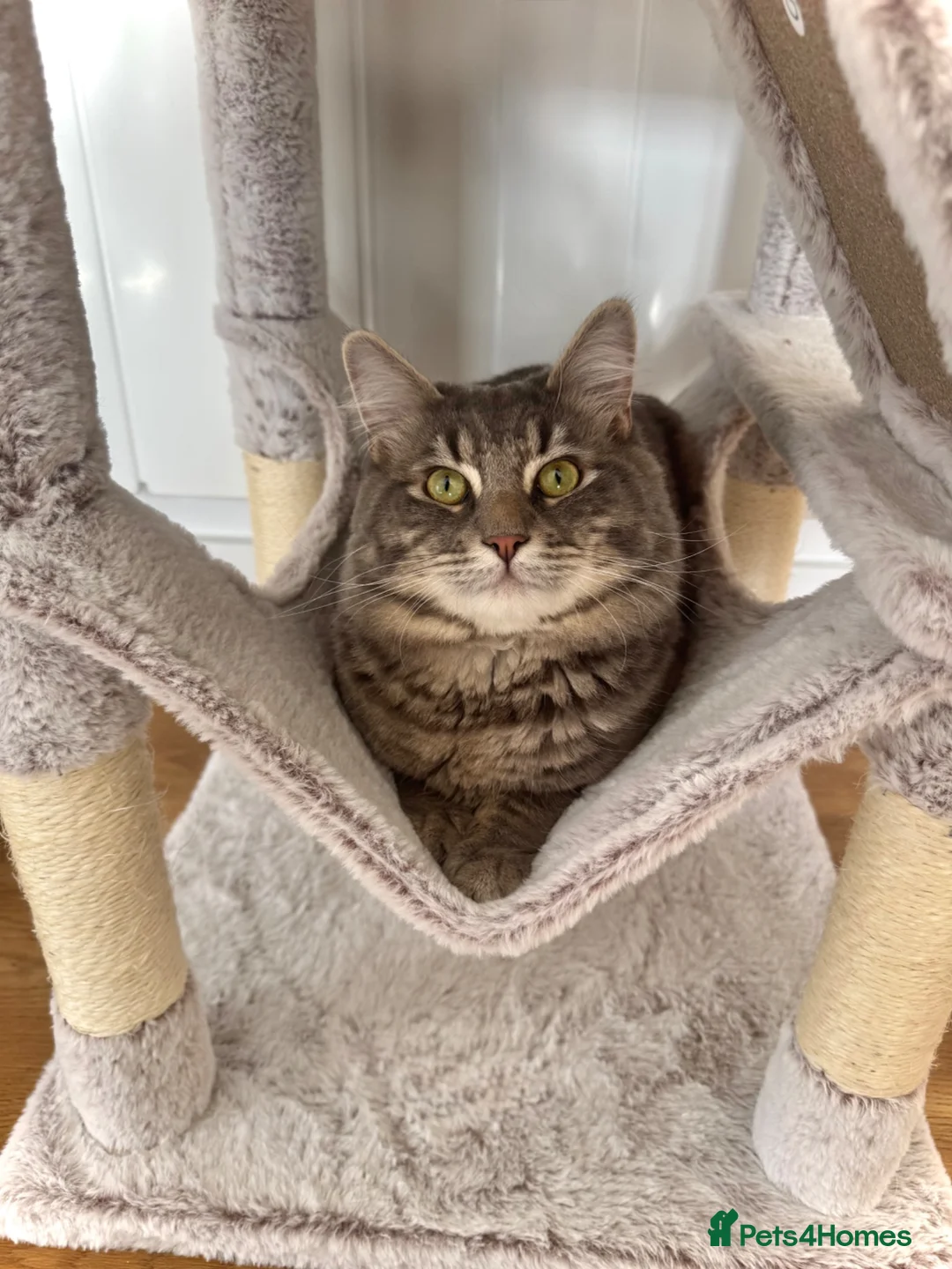 Mixed Breed cats for sale: Two gorgeous boy cats for sale  - Advert 5