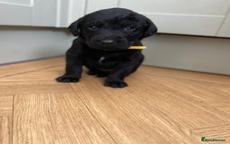 Mixed Breed dogs for sale: Beautiful pointer lab puppies!  - Image 20