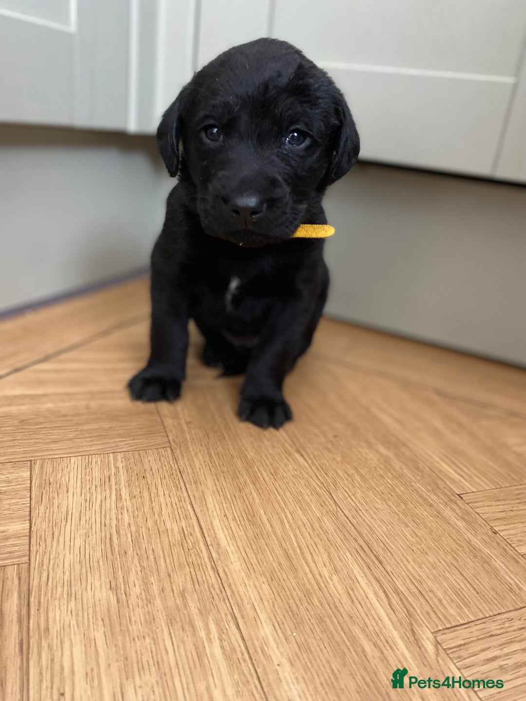 Mixed Breed dogs for sale: Beautiful pointer lab puppies!  - Image 20