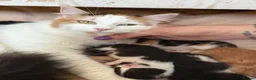 Mixed Breed cats for sale: Female long hair kittens in Southampton - Advert 18