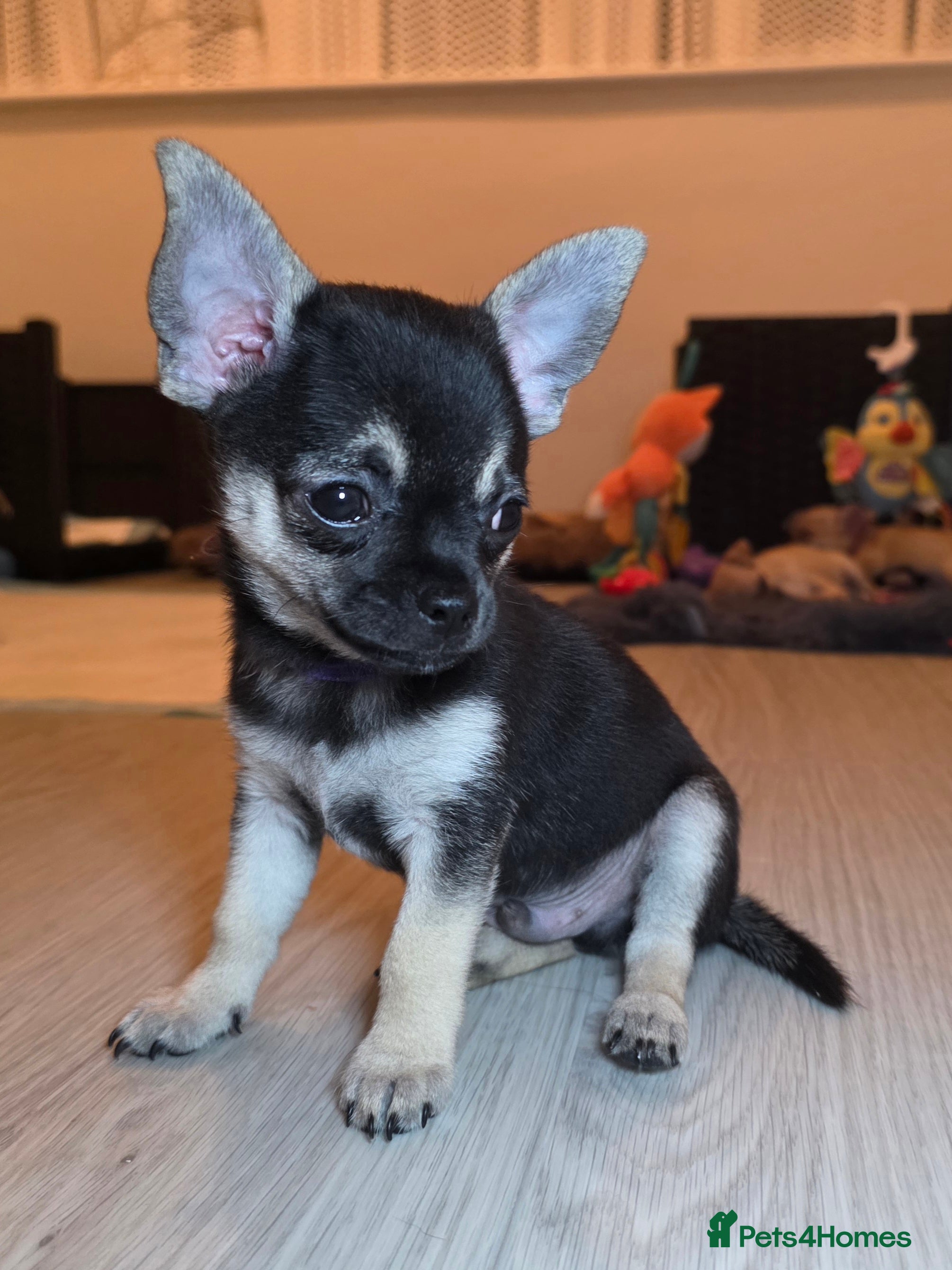 Chihuahua dogs CHIHUAHUA Puppies  - Advert 2