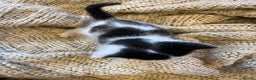 Domestic Shorthair cats for sale: Black & white kittens ready mid jan.  - Advert 4