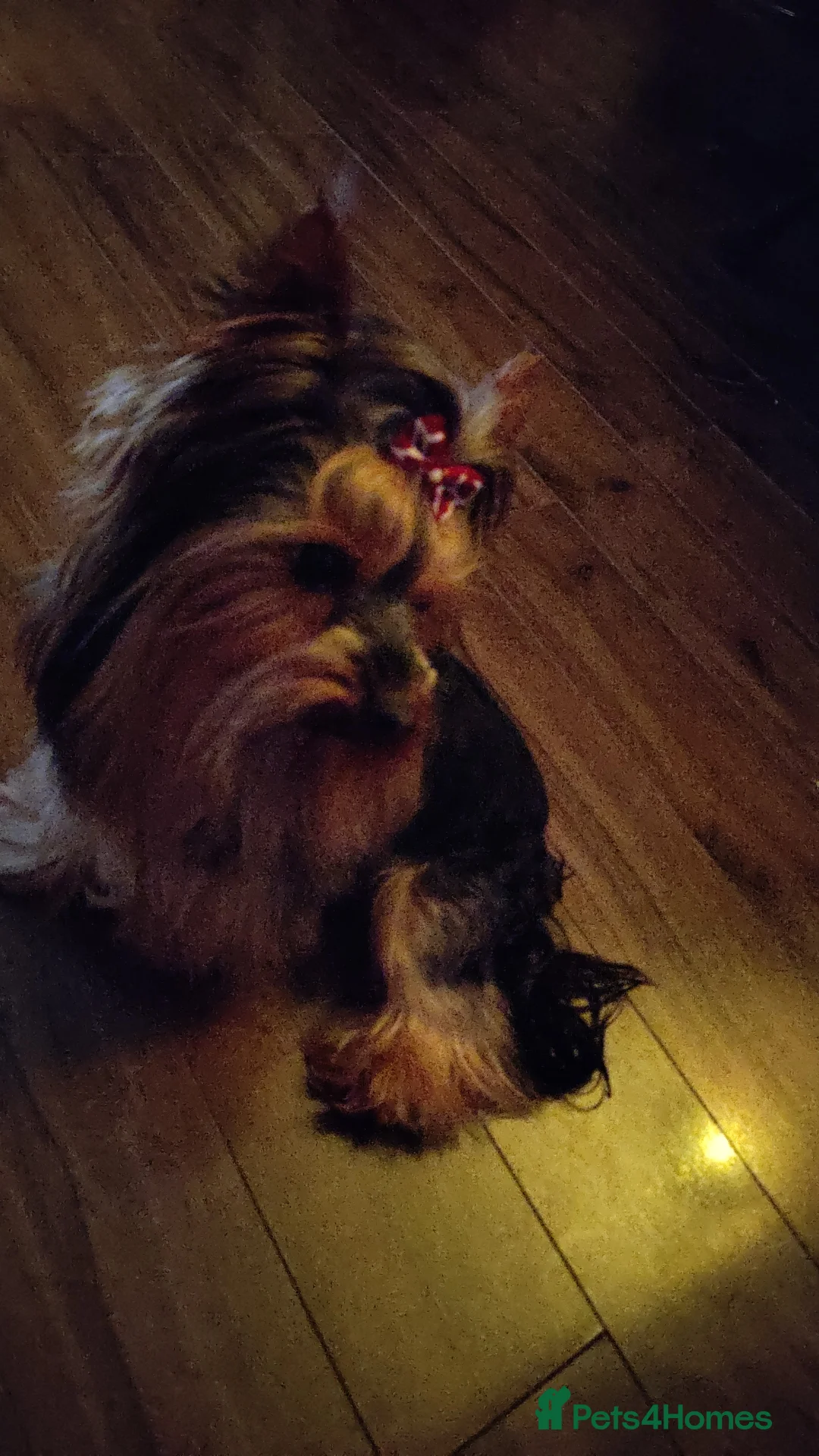 Yorkshire Terrier dogs for stud:  PEDIGREE Yorkshire terrier for STUD  in Hull - Advert 34