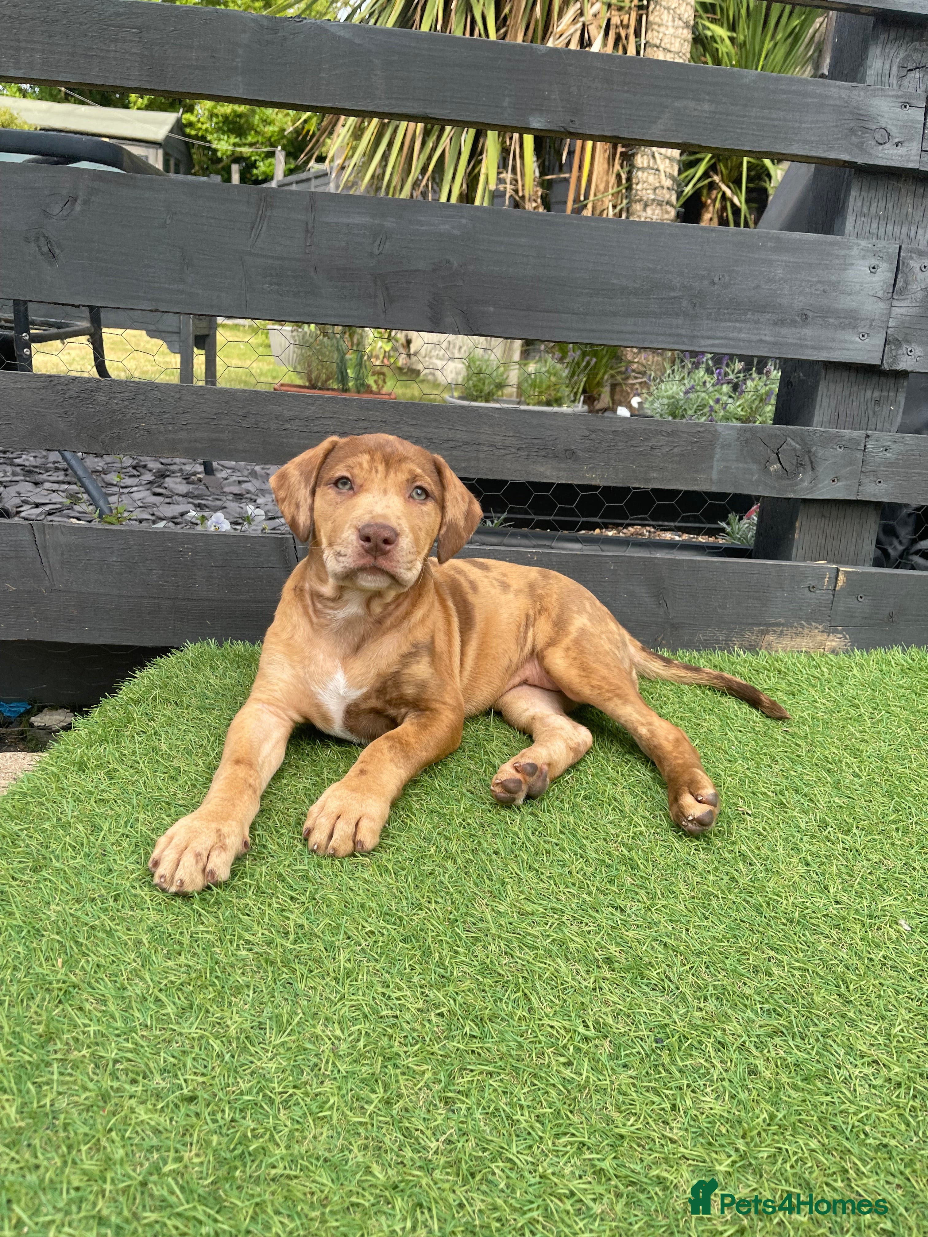 Mixed Breed dogs Spaniel x Shar pei - Unique Mixed Breed - Advert 2