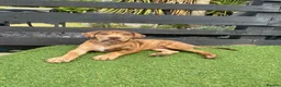Mixed Breed dogs for sale: Spaniel x Shar pei - Unique Mixed Breed - Advert 7