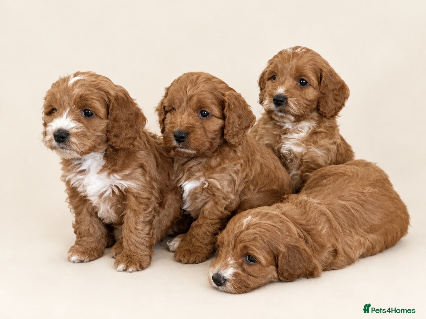 Cockapoo dogs DNA HEALTH TESTED F1 COCKAPOOS  - Advert 1