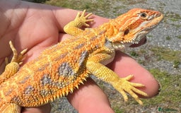 Bearded Dragon reptiles for sale: Stunning hypo bearded dragons - Image 5