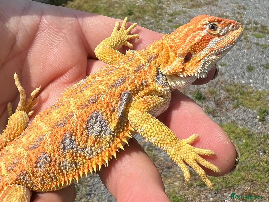 Bearded Dragon reptiles for sale: Stunning hypo bearded dragons - Image 5