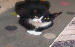 Mixed Breed cats for sale: 💛 Rehoming Our Beloved Boy, Lulu 💛 - Image 1