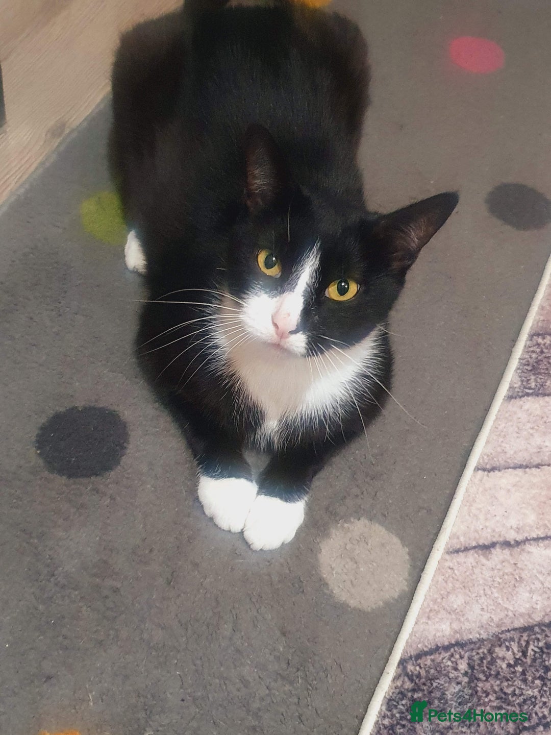 Mixed Breed cats for sale: 💛 Rehoming Our Beloved Boy, Lulu 💛 - Image 1