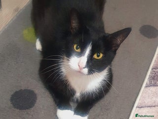 Mixed Breed cats - Advert 21