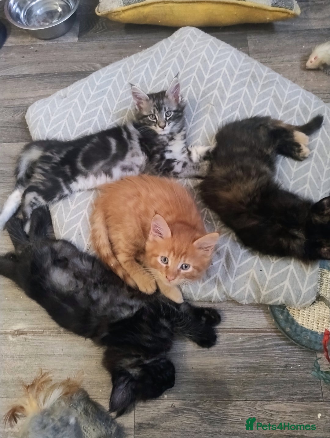 Maine Coon cats for sale: Maine coon kittens - Image 4