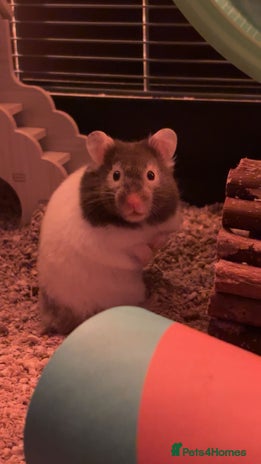 Hamster rodents - Advert 17