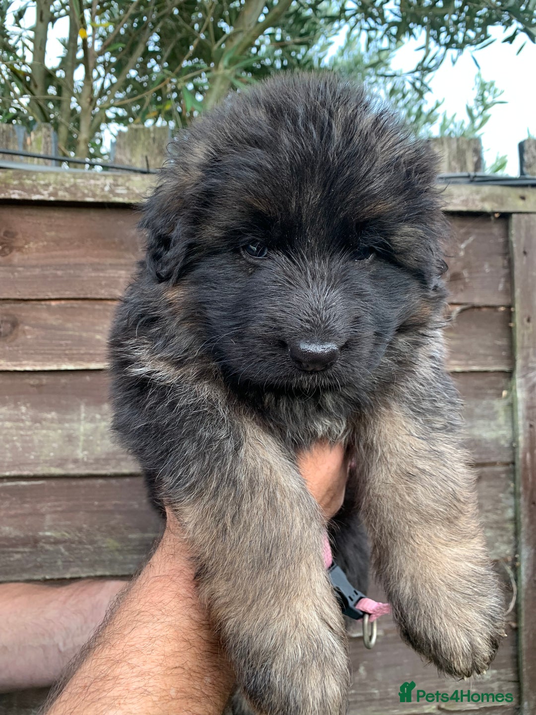 German Shepherd dogs for sale: Long Haired GSD Puppies. Only 1 boys LEFT!  - Image 8