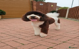 Poodle dogs for stud: FULLY HEALTH TESTED MOYEN POODLE STUD! in Kettering - Image 25