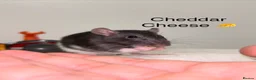 Rat rodents for sale: Beautiful baby rats  - Advert 23