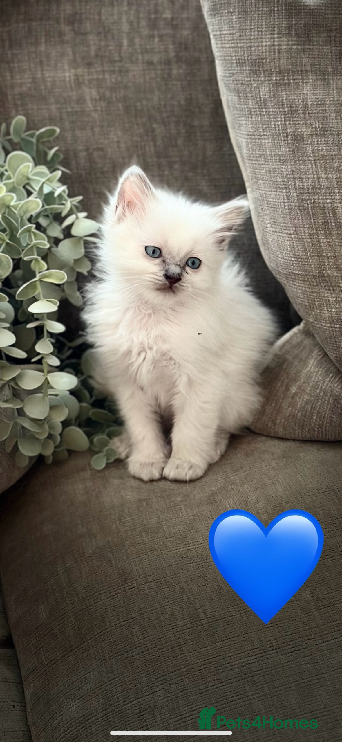 Ragdoll cats 💜💜 ADORABLE GCCF BLUE BOY  💜💜 - Advert 8