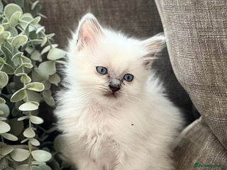 Ragdoll cats 💜💜 ADORABLE GCCF BLUE BOY 💜💜 - Advert 8