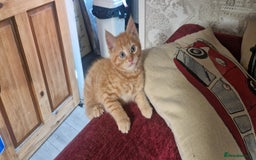 Maine Coon cats for sale: MAINE COON MIX - Image 1