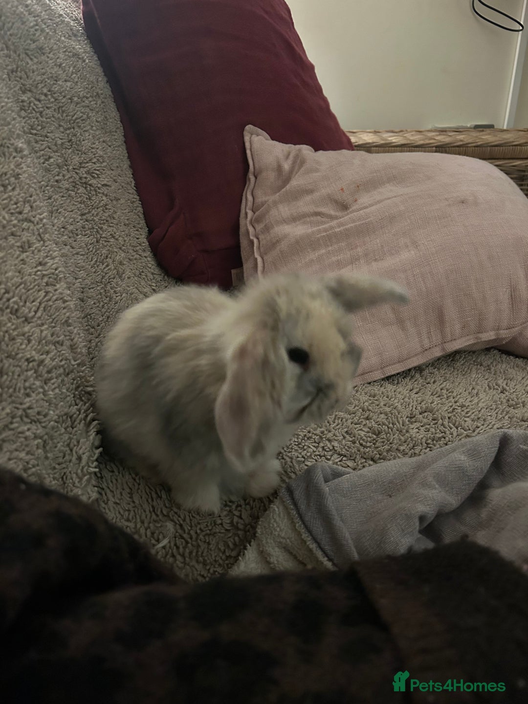 Mini Lop rabbits for sale: Two baby mini lops - Advert 4