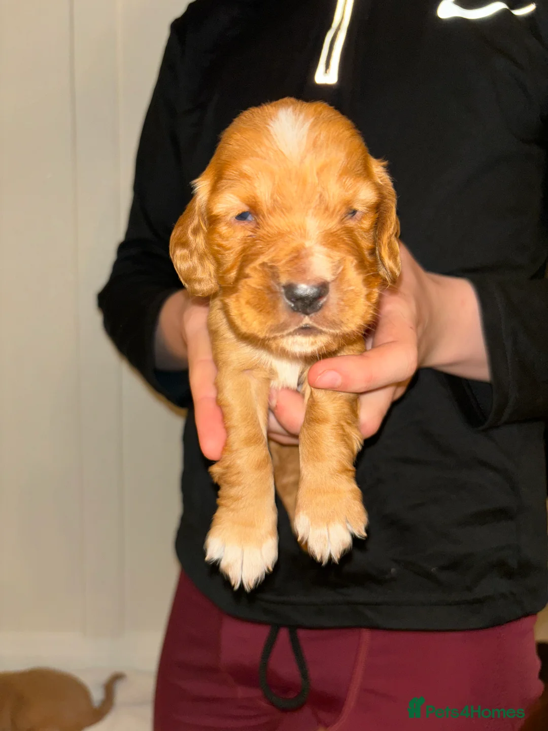 Cocker Spaniel dogs for sale: Working type cocker spaniel puppys - Advert 22