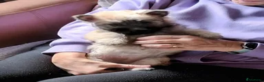 Cairn Terrier 7 - Purple Collar