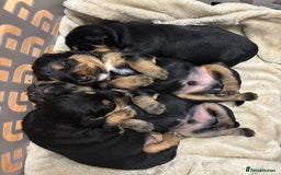 Mixed Breed dogs for sale: Lovely Lakeland Terrier Puppies  - Advert 1