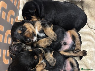 Mixed Breed dogs Lovely Lakeland Terrier Puppies - Advert 1