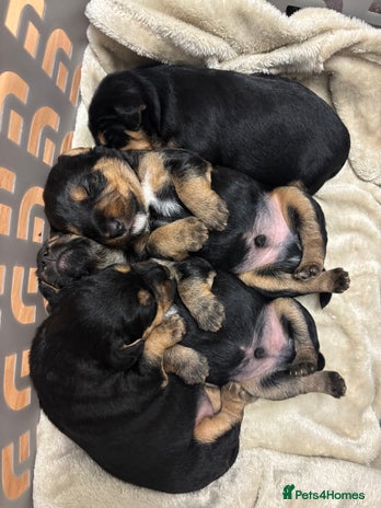 Mixed Breed dogs Lovely Lakeland Terrier Puppies - Advert 1