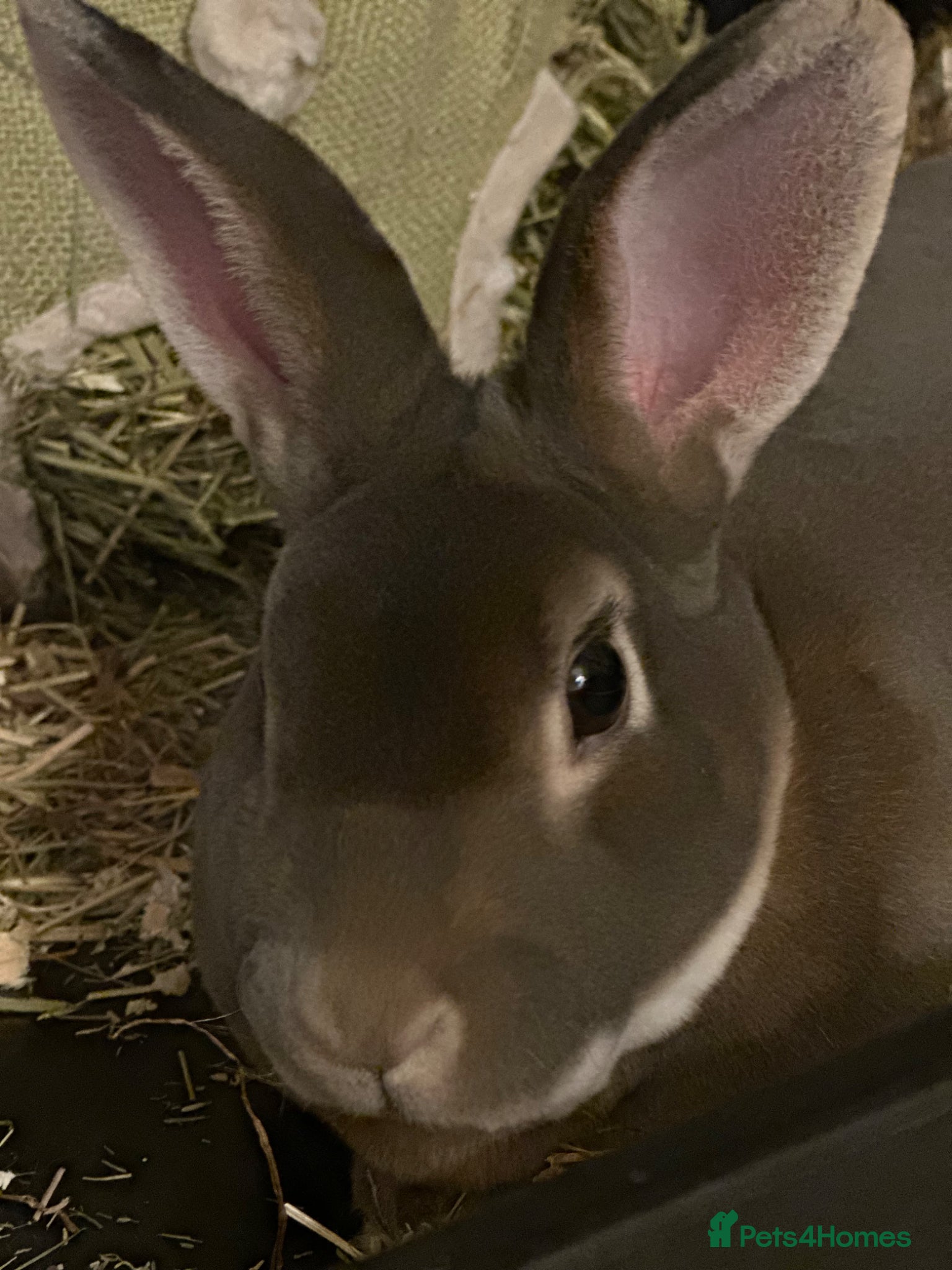 Rex rabbits Blue Mini Rex rabbit (Bonney)  - Advert 2