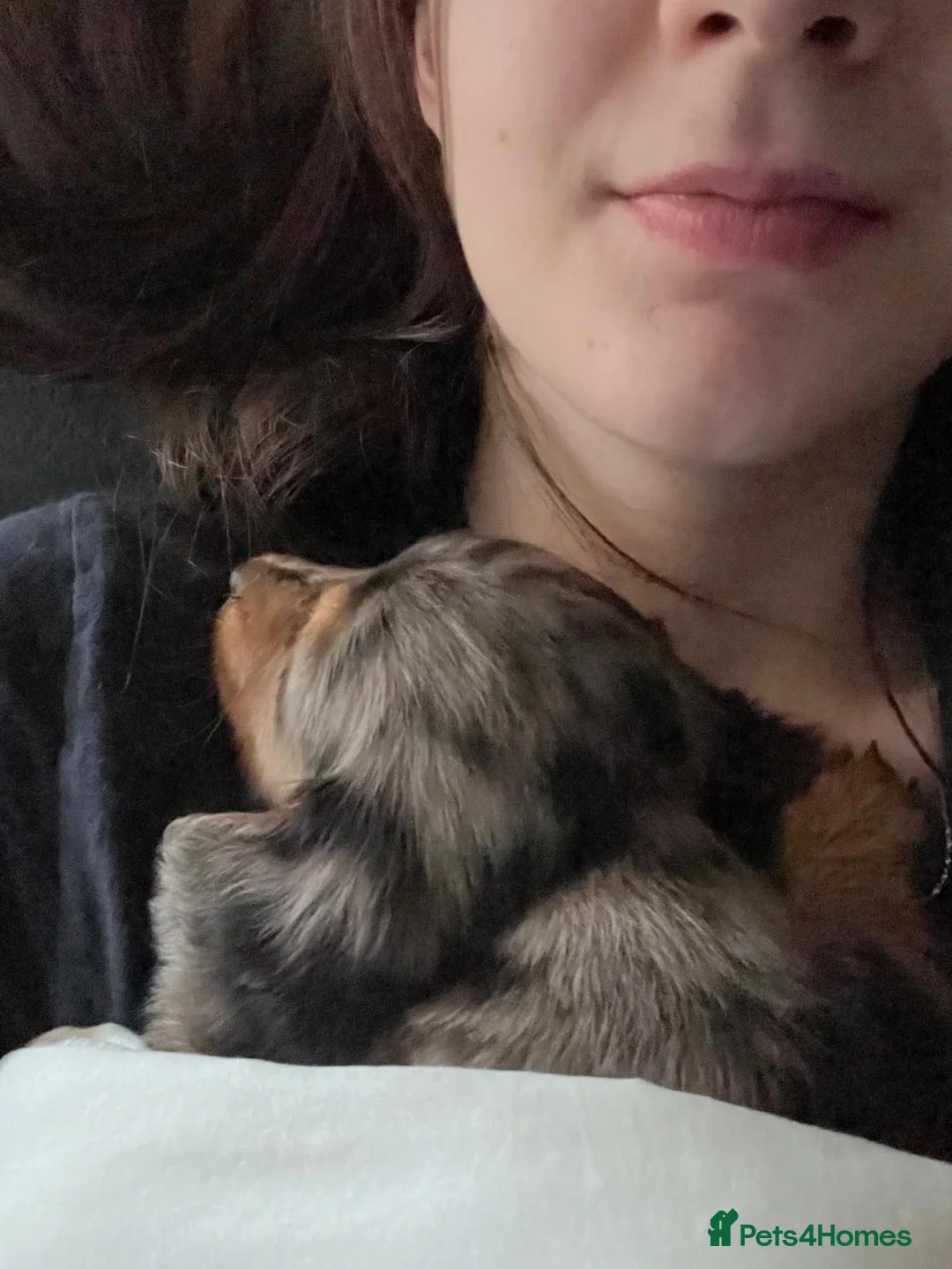 Dachshund dogs for sale: Beautiful Dashchund - Advert 5