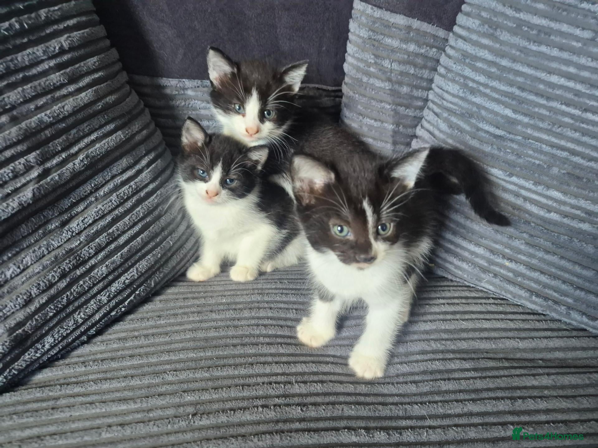 Mixed Breed cats Gorgeoeus mixed Breed kittens - Advert 3