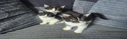 Mixed Breed cats for sale: Gorgeoeus mixed Breed kittens - Advert 1