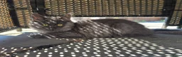 Siberian cats for sale: Beautiful Siberian Kittens  - Advert 5