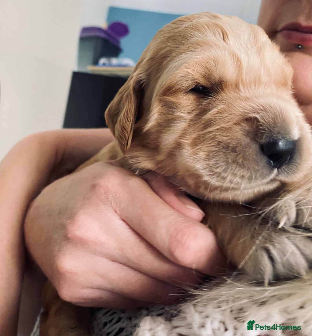 Golden Retriever dogs for sale: 5 gorgeous goldens left! - Image 11
