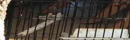 Finches birds for sale: Female gold finch  in Pinner - Advert 5