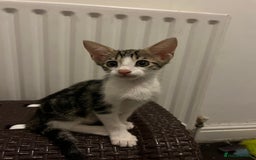 Savannah cats for sale: Savannah cross boy - Image 2