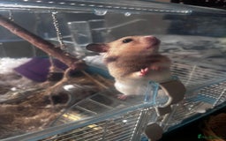 Hamster rodents for sale: Syrian Hamster  - Image 5