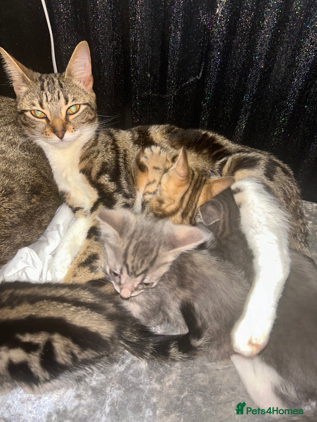 Bengal cats for sale: Loving Home Wanted. Bengal X kittens for sale  - Advert 7