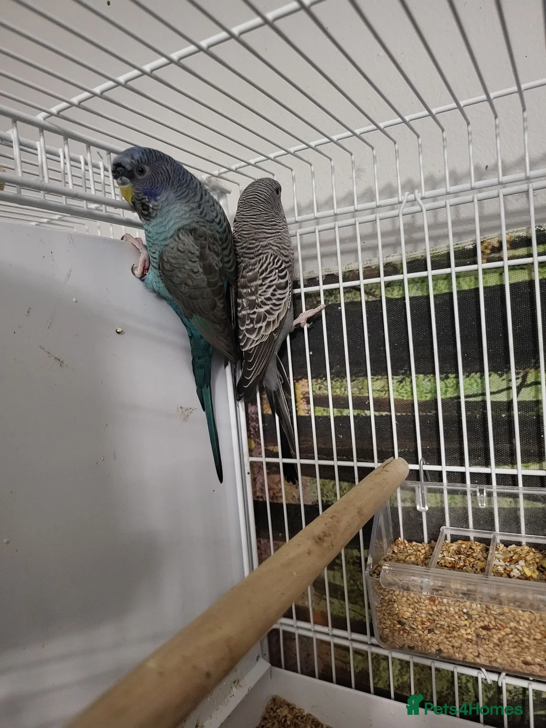 Budgerigars birds for sale: Bfbw budgie - Advert 2